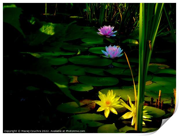 Water Lilies Touched with Sunlight Print by Maciej Czuchra