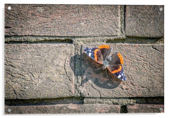 Butterfly wall Acrylic by Dorringtons Adventures