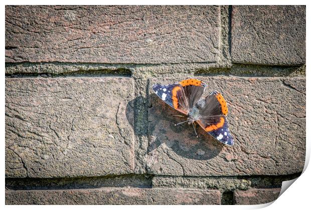 Butterfly wall Print by Dorringtons Adventures