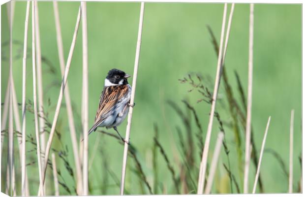 Bird in the reeds  Canvas Print by Dorringtons Adventures