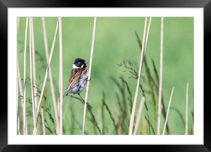Bird in the reeds  Framed Mounted Print by Dorringtons Adventures