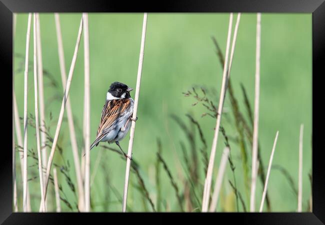 Bird in the reeds  Framed Print by Dorringtons Adventures