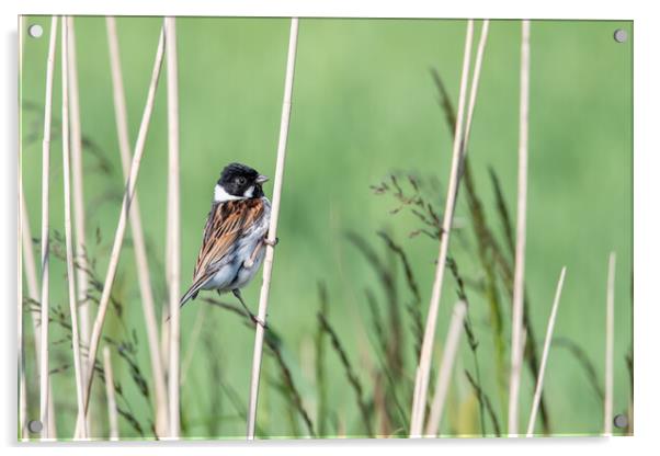 Bird in the reeds  Acrylic by Dorringtons Adventures