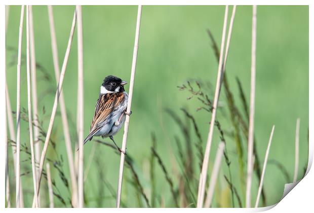 Bird in the reeds  Print by Dorringtons Adventures