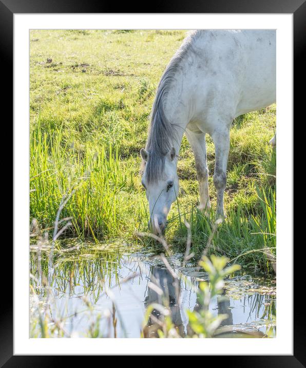 A horse and his reflection  Framed Mounted Print by Dorringtons Adventures