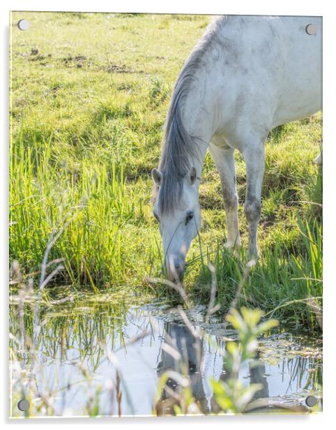 A horse and his reflection  Acrylic by Dorringtons Adventures