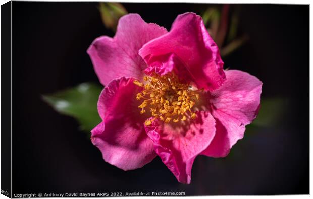 Pink Rose, open showing stamens. Canvas Print by Anthony David Baynes ARPS