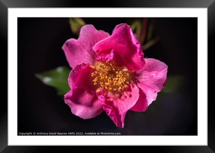 Pink Rose, open showing stamens. Framed Mounted Print by Anthony David Baynes ARPS