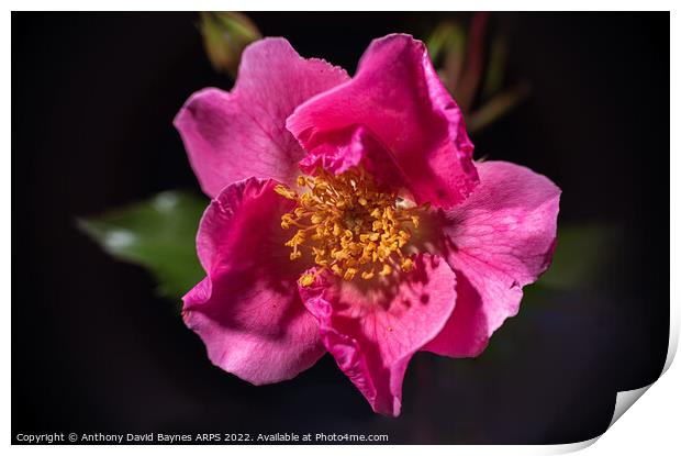 Pink Rose, open showing stamens. Print by Anthony David Baynes ARPS