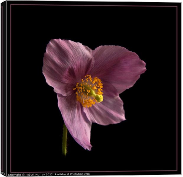 Meconopsis Hensol Violet Canvas Print by Robert Murray