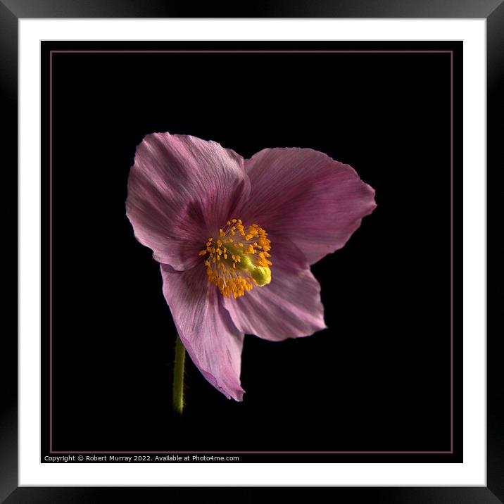 Meconopsis Hensol Violet Framed Mounted Print by Robert Murray