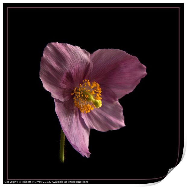 Meconopsis Hensol Violet Print by Robert Murray
