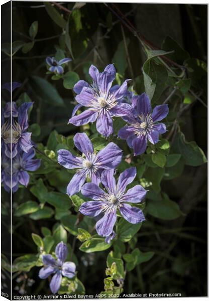 Mauve clematis in full bloom. Canvas Print by Anthony David Baynes ARPS