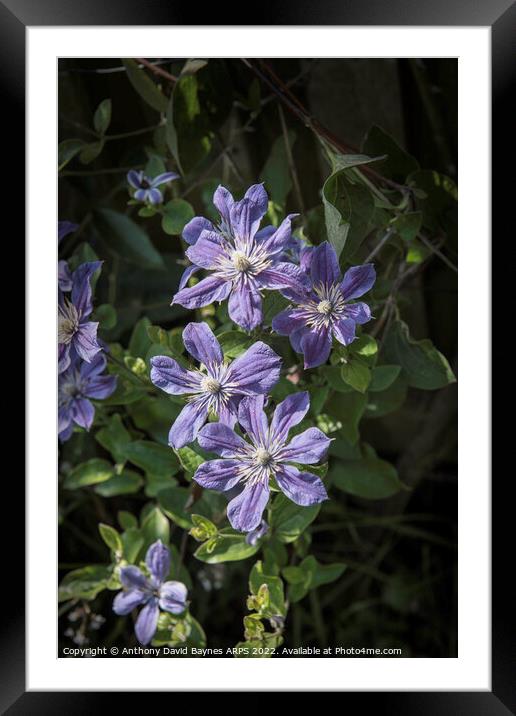 Mauve clematis in full bloom. Framed Mounted Print by Anthony David Baynes ARPS