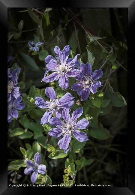 Mauve clematis in full bloom. Framed Print by Anthony David Baynes ARPS
