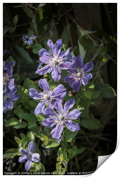 Mauve clematis in full bloom. Print by Anthony David Baynes ARPS