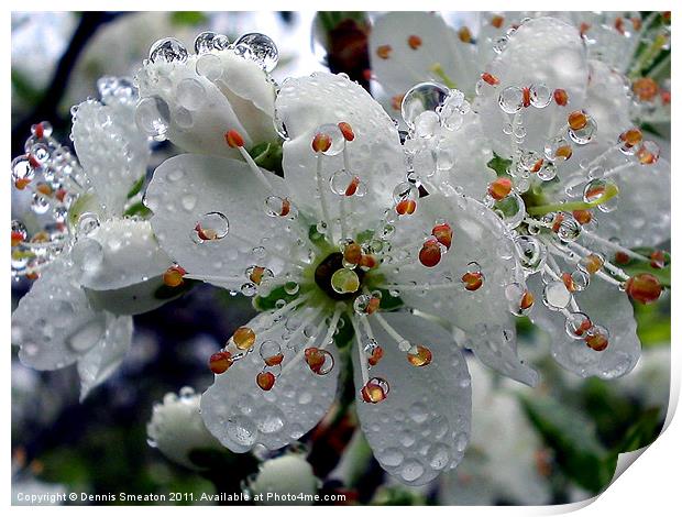 Wet Damson Blossom Print by Dennis Smeaton