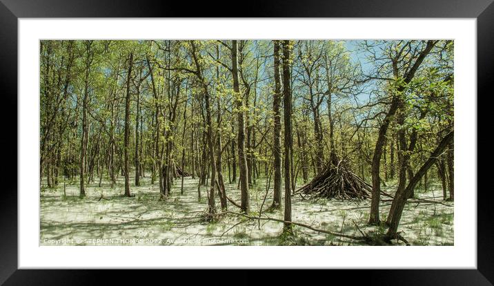 False Snow in the Assiniboine Forest Framed Mounted Print by STEPHEN THOMAS