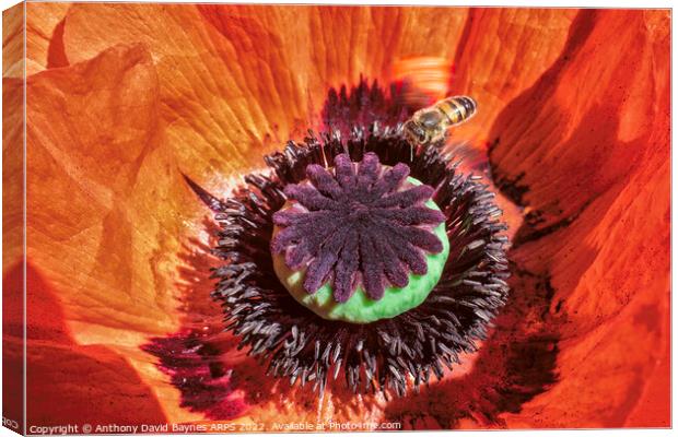 Macro image of an orange Papaver oriental showing mainly the immature seed case and bee.  Canvas Print by Anthony David Baynes ARPS