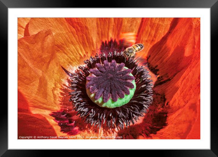 Macro image of an orange Papaver oriental showing mainly the immature seed case and bee.  Framed Mounted Print by Anthony David Baynes ARPS