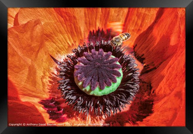 Macro image of an orange Papaver oriental showing mainly the immature seed case and bee.  Framed Print by Anthony David Baynes ARPS