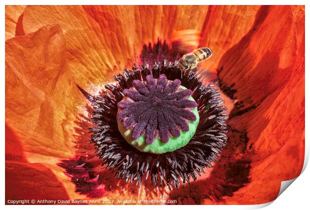 Macro image of an orange Papaver oriental showing mainly the immature seed case and bee.  Print by Anthony David Baynes ARPS