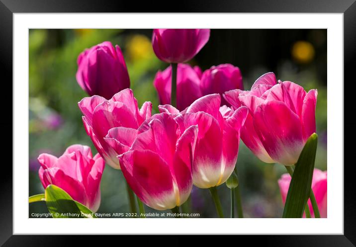 Plant flower Framed Mounted Print by Anthony David Baynes ARPS