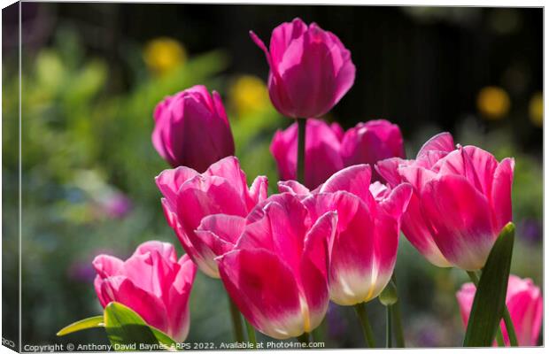 Pink tulips. Canvas Print by Anthony David Baynes ARPS