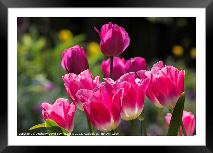 Pink tulips. Framed Mounted Print by Anthony David Baynes ARPS