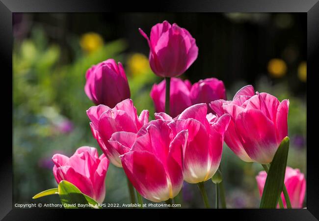 Pink tulips. Framed Print by Anthony David Baynes ARPS