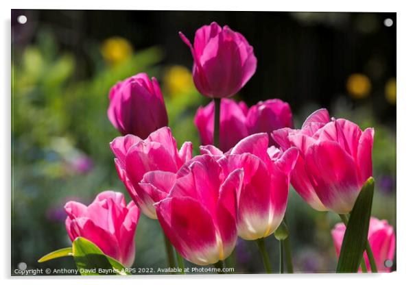 Pink tulips. Acrylic by Anthony David Baynes ARPS