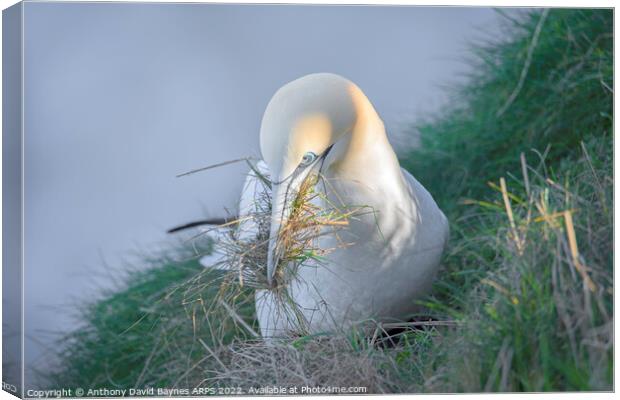 Northern Gannet gathering nesting material off a misty cliff edge. Canvas Print by Anthony David Baynes ARPS