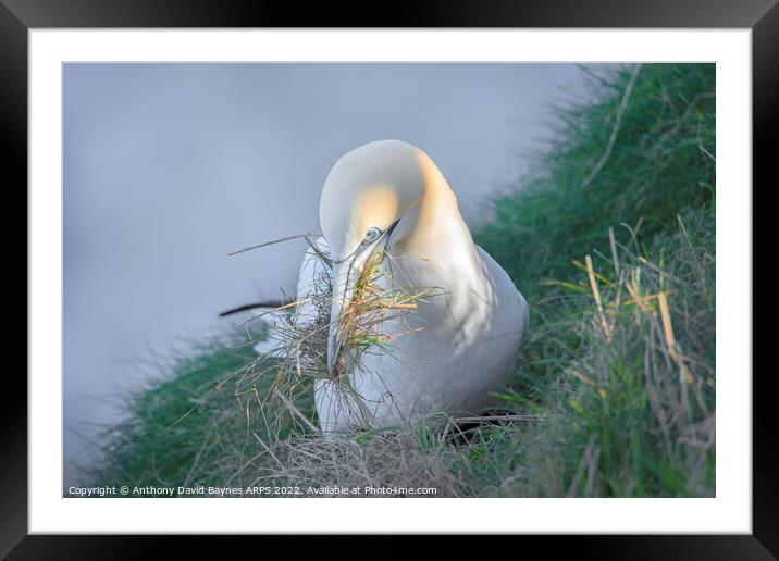 Northern Gannet gathering nesting material off a misty cliff edge. Framed Mounted Print by Anthony David Baynes ARPS