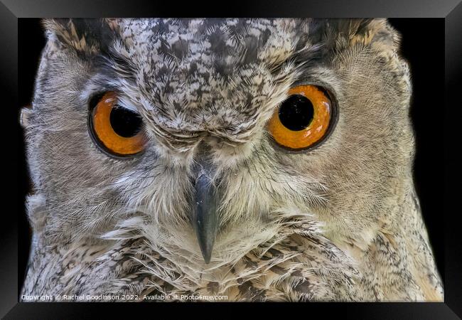 Tawny owl by night Framed Print by Rachel Goodinson