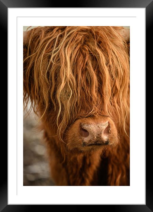 Highland Cow  Framed Mounted Print by Duncan Loraine