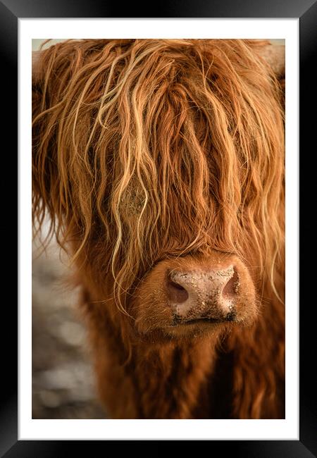 Highland Cow  Framed Print by Duncan Loraine