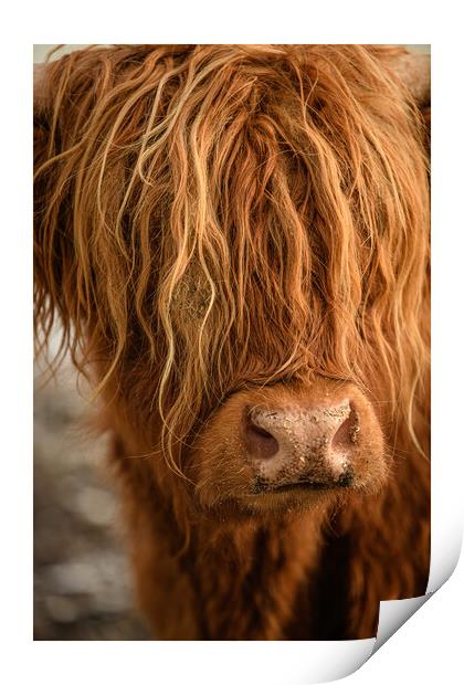 Highland Cow  Print by Duncan Loraine