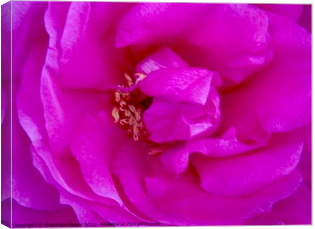 Macro of a pink rose Canvas Print by Stephanie Moore