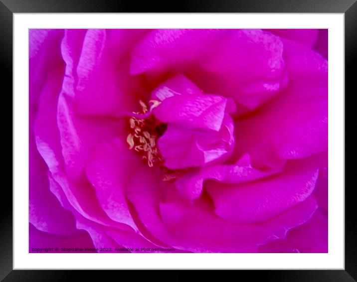 Macro of a pink rose Framed Mounted Print by Stephanie Moore