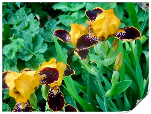 Yellow and purple lilies Print by Stephanie Moore