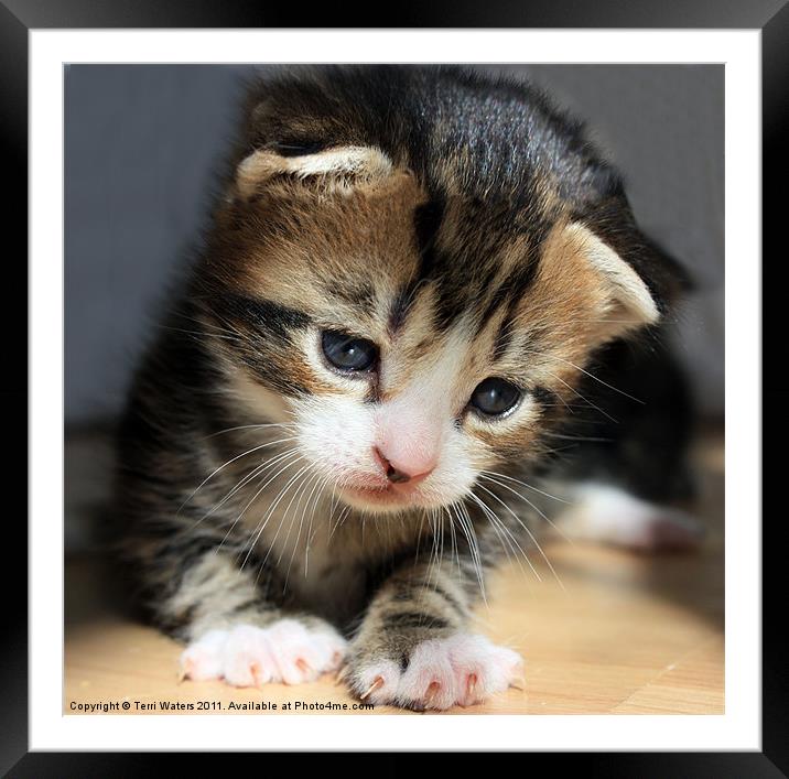 Daydreamer Kitten Framed Mounted Print by Terri Waters