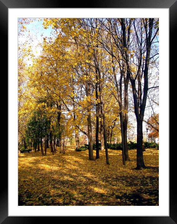 Sunlit fall leaves Framed Mounted Print by Stephanie Moore