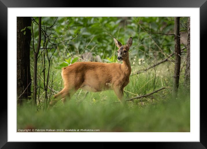 A deer standing in the woods Framed Mounted Print by Fabrizio Malisan