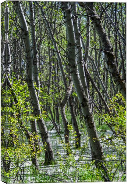Flood Forest and Cottonwood Fluff Canvas Print by STEPHEN THOMAS