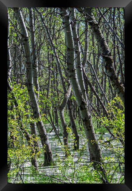 Flood Forest and Cottonwood Fluff Framed Print by STEPHEN THOMAS