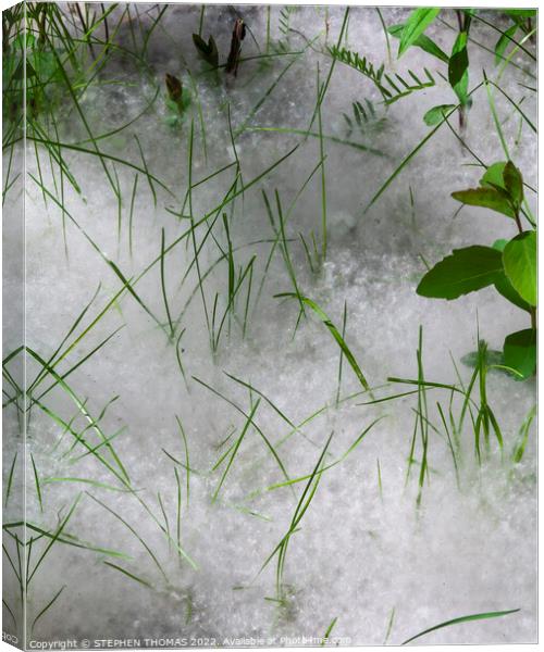 Grass and Cottonwood Fluff Canvas Print by STEPHEN THOMAS