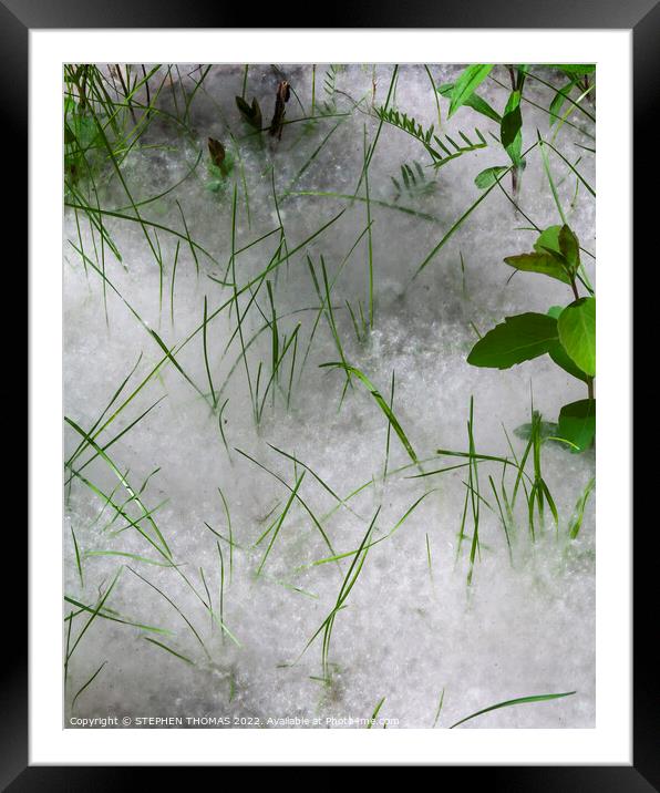 Grass and Cottonwood Fluff Framed Mounted Print by STEPHEN THOMAS