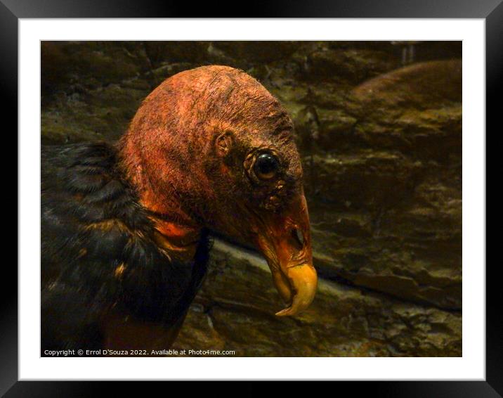 California Condor Framed Mounted Print by Errol D'Souza