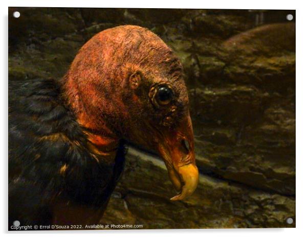 California Condor Acrylic by Errol D'Souza
