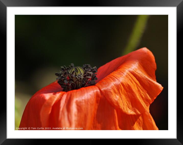 Poppy Closeup Framed Mounted Print by Tom Curtis